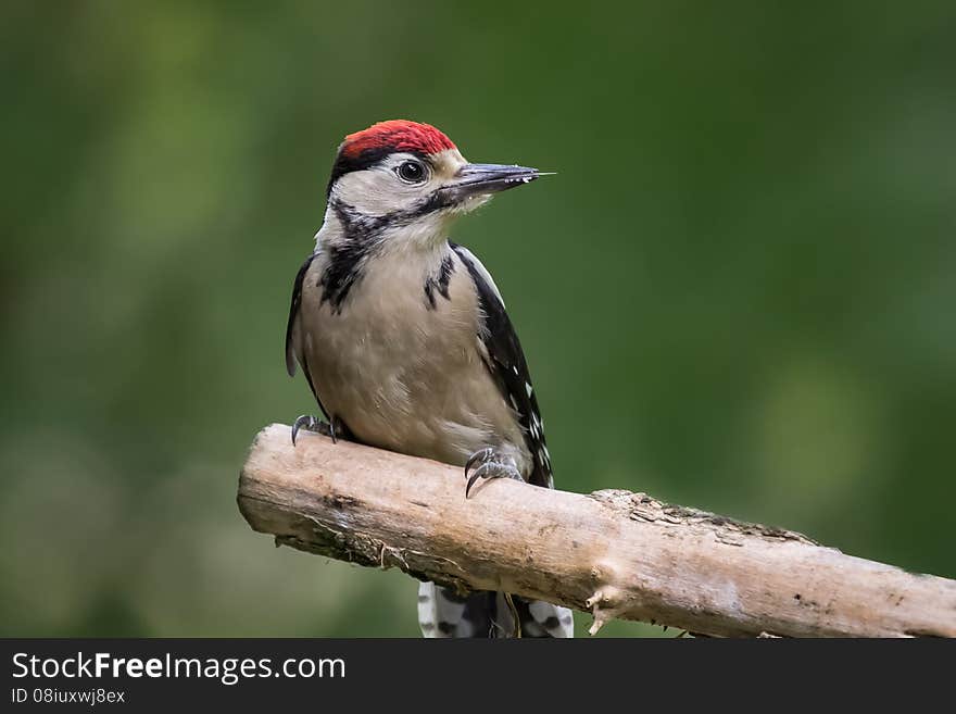 Detailed landscape photograph of a woodpecker showing the bird in profile looking to the right. Detailed feathers, eye and beak set against a natural out of focus background. perched on a branch showing tongue