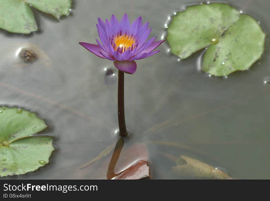 Water Lily flower