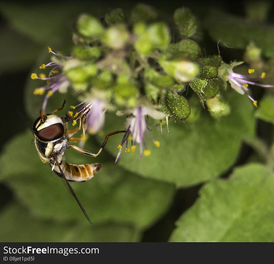 Hover fly resting on flower and feeding on its nectar.