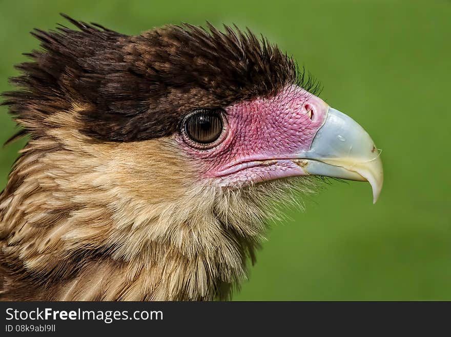 Crested northern caracara