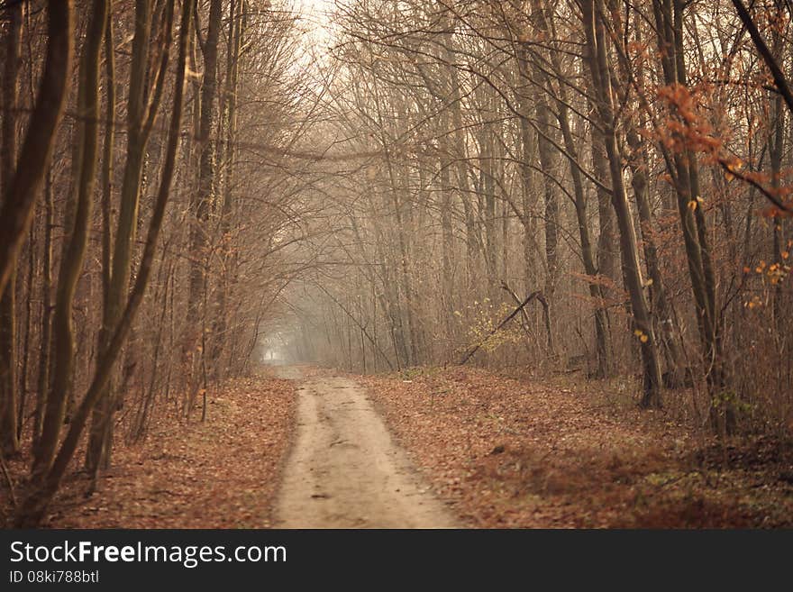 Autumn forest road gold leafs