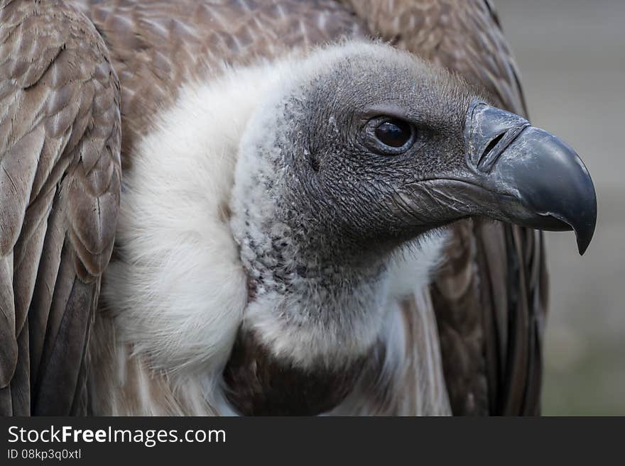 African white-backed vulture