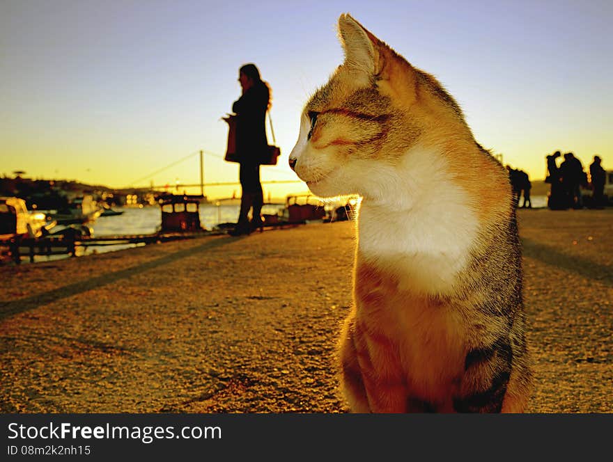 Cats and people on the beach at sunset enjoying the evening. Cats and people on the beach at sunset enjoying the evening