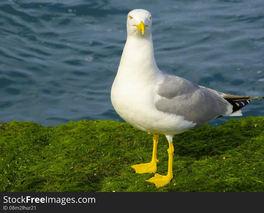 Yellow-legged Gull &x28;Larus cachinnans&x29