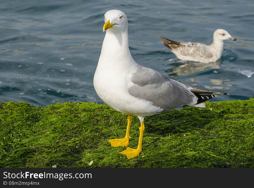 Larus cachinnans, Yellow-legged Gull, Very abundant, seen in all seasons, is a native of Istanbul. In winter the number is further increased. Roof with nesting gulls in Istanbul. Nutrition to the sea and the city dump. Larus cachinnans, Yellow-legged Gull, Very abundant, seen in all seasons, is a native of Istanbul. In winter the number is further increased. Roof with nesting gulls in Istanbul. Nutrition to the sea and the city dump.