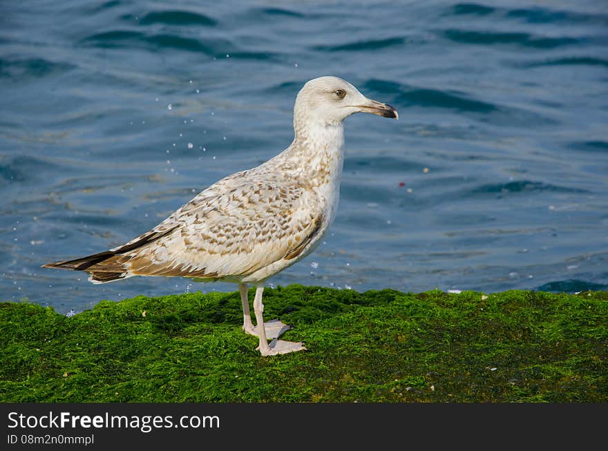 Seagulls on a mossy rock, sea coastline.