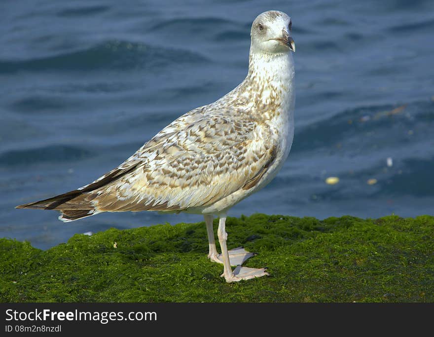 Seagulls on a mossy rock, sea coastline.