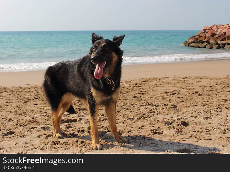 Young German Shepherd at the beach