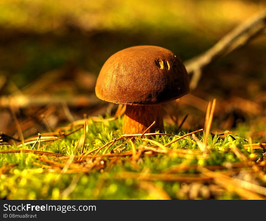 Xerocomus - bay bolete