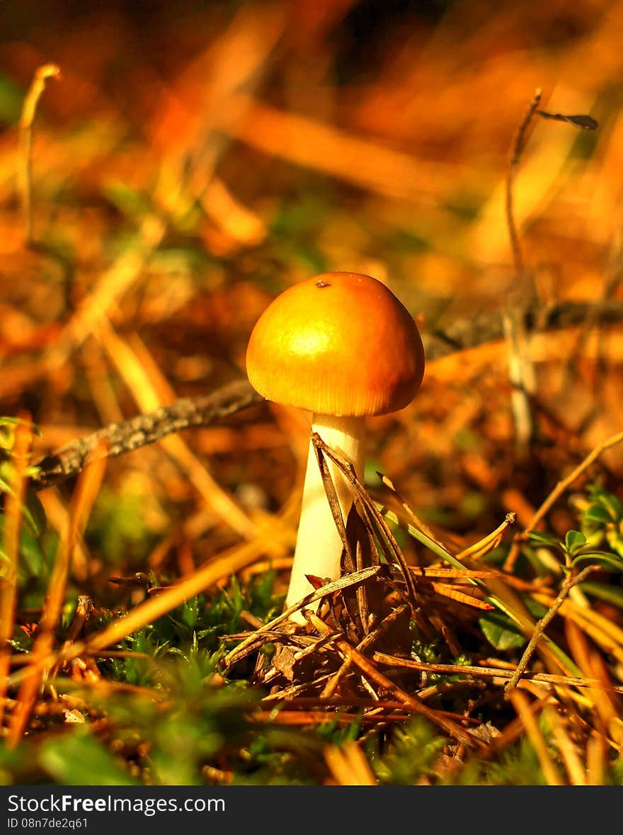 Edible mushroom from genus Amanitaceae. Growing in pine and mixed forests. It has gills but its edible and very tasty. Edible mushroom from genus Amanitaceae. Growing in pine and mixed forests. It has gills but its edible and very tasty