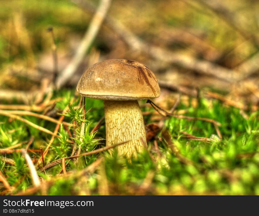 Tylopilus - bitter bolete