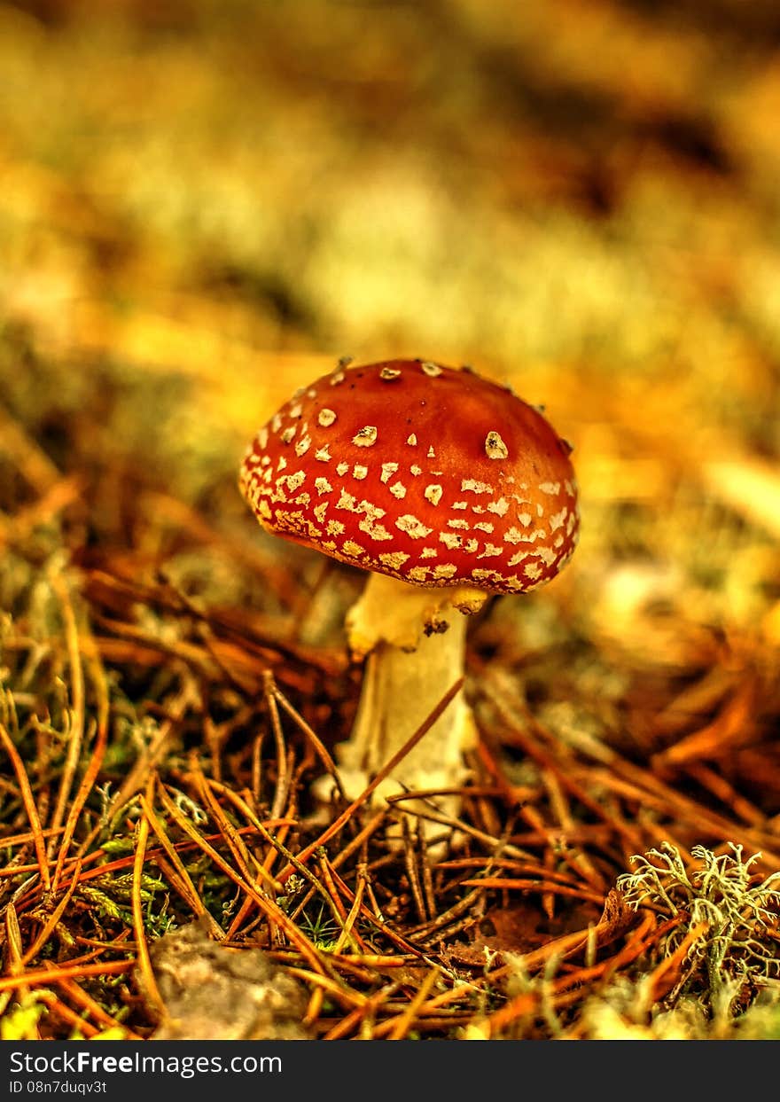 Poisonous mushroom from genus Amanita. Poisonous mushroom from genus Amanita