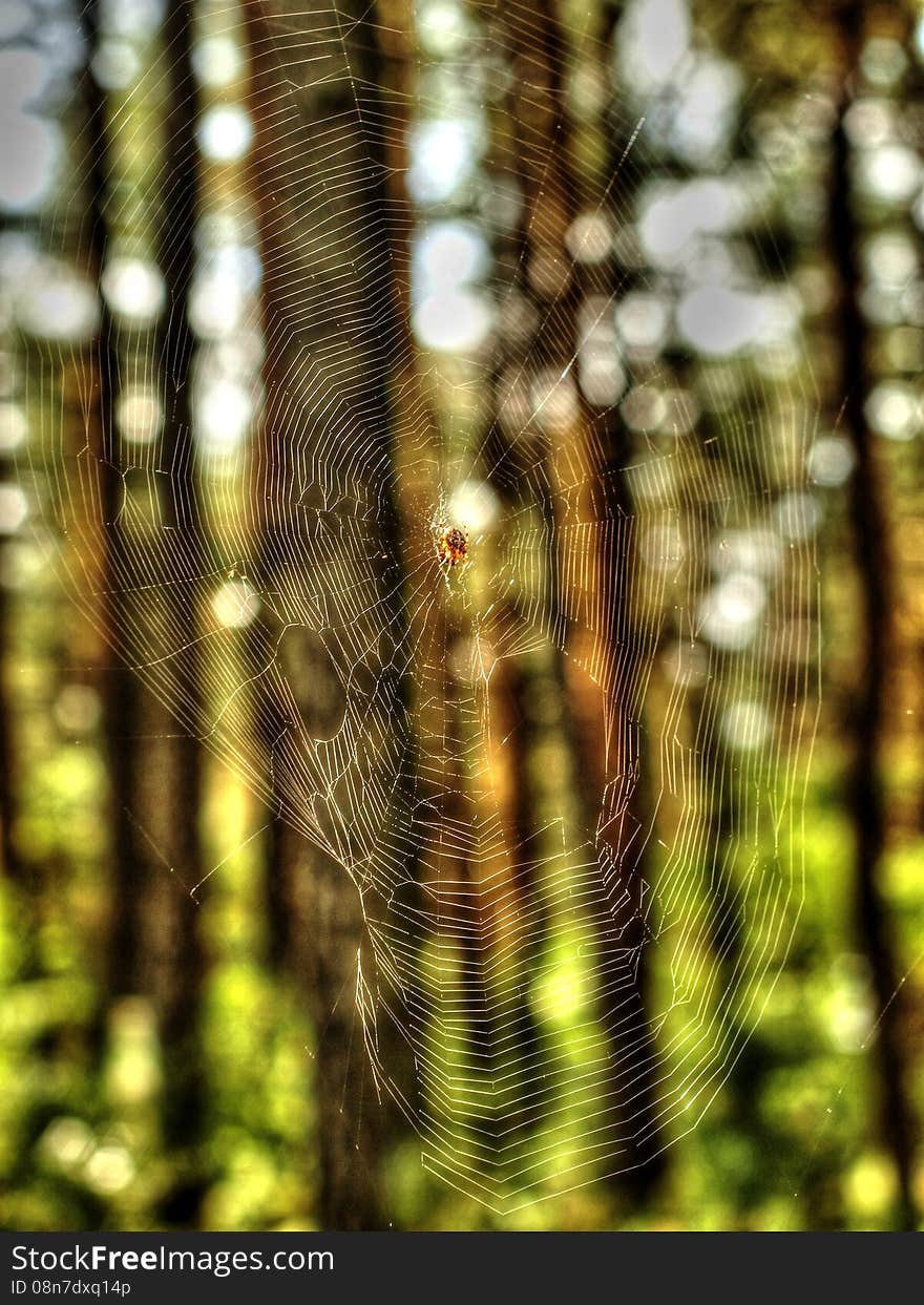 Spider's web from polish pine forest. Used to catch flying insects. Spider's web from polish pine forest. Used to catch flying insects