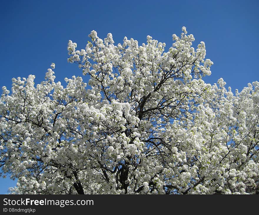 Cherry blossom