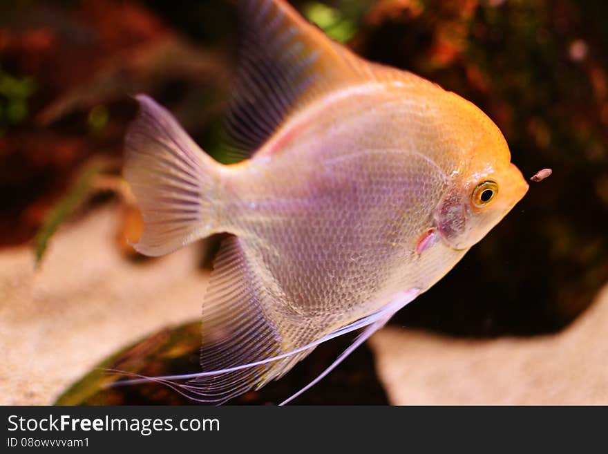 Fish behind the glass stalking prey