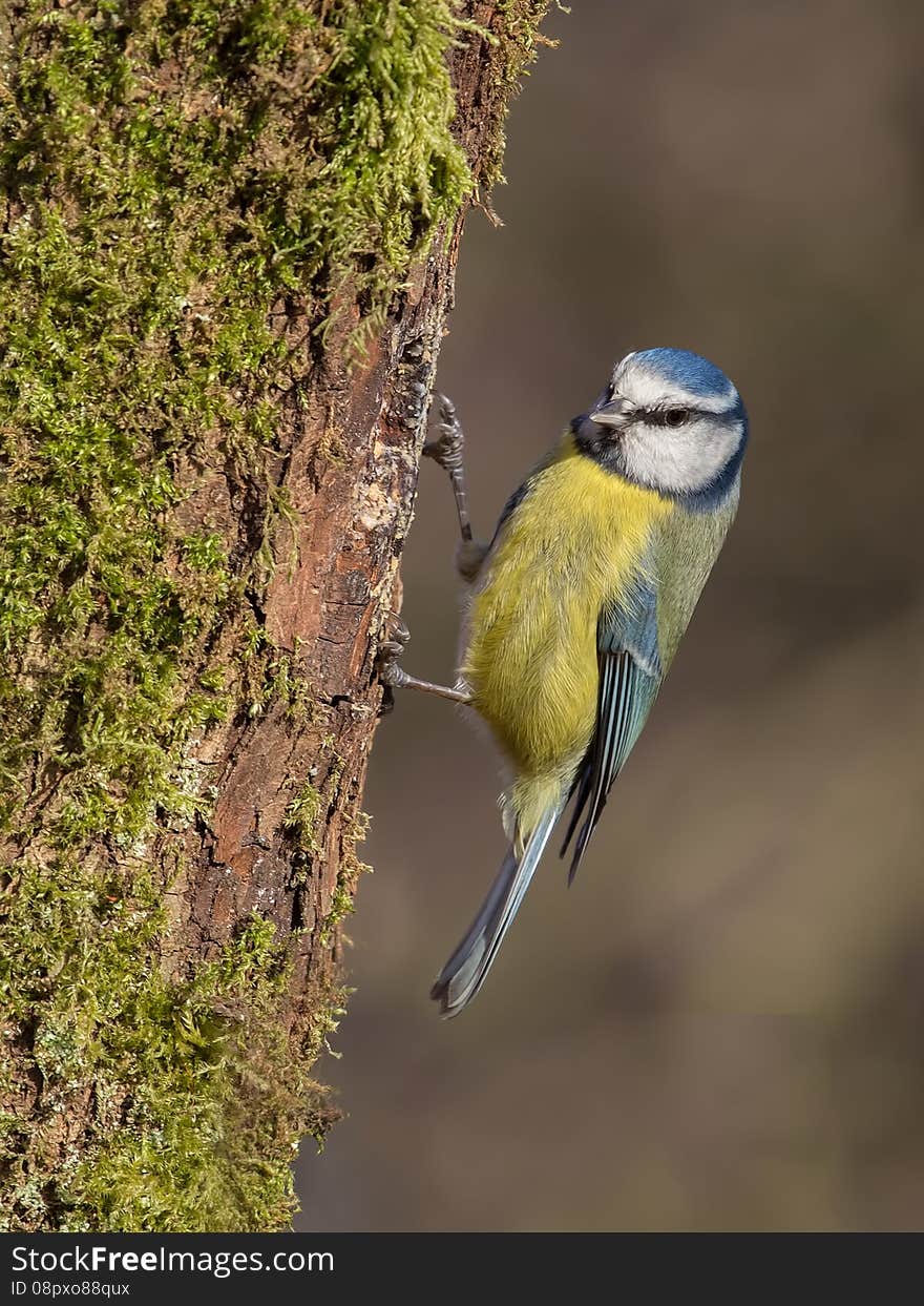 Blue Tit perched