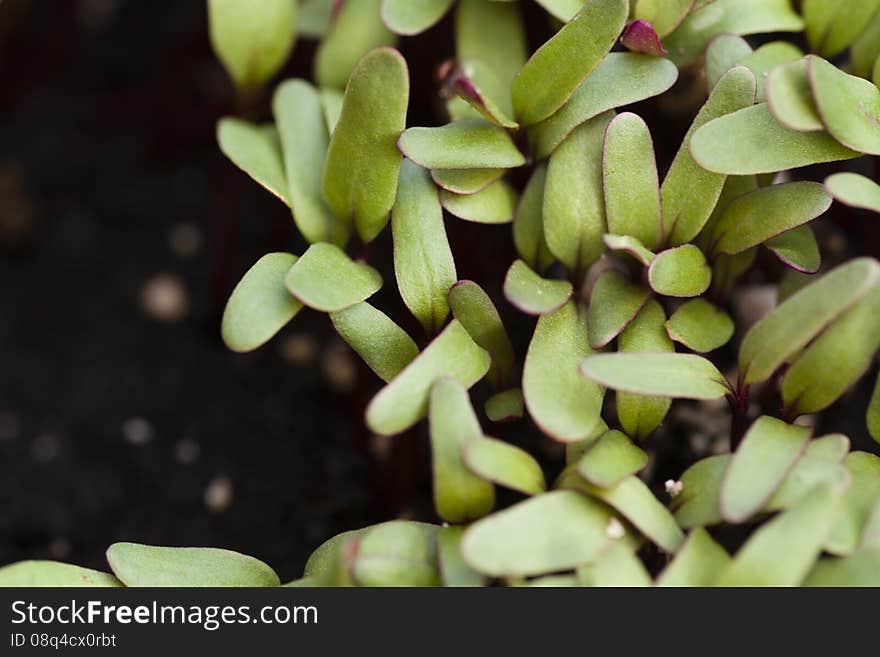 Red beet sprouts on a bed. Close up