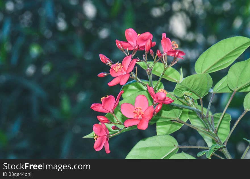 Bright Pink Five Petal Flowers