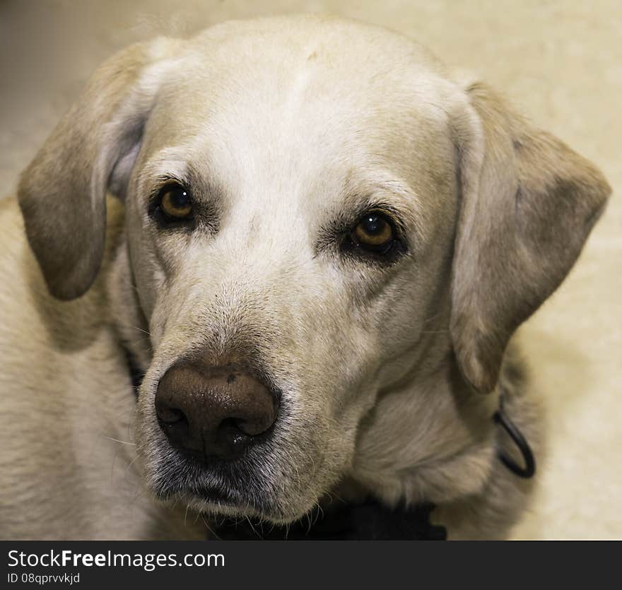 Labrador Retriever