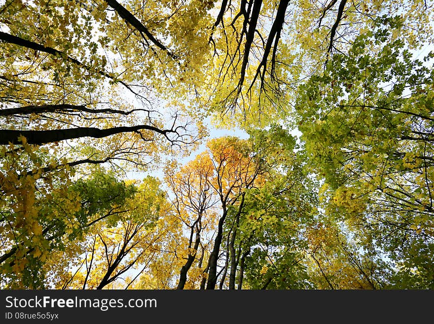 Bright picture of colorful autumn trees in the park. Bright picture of colorful autumn trees in the park