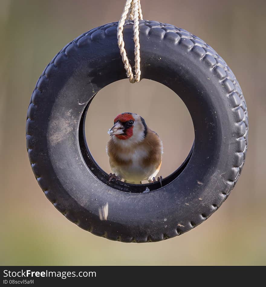 Goldfinch in tire