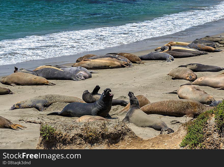 Sea lions on the beach, California