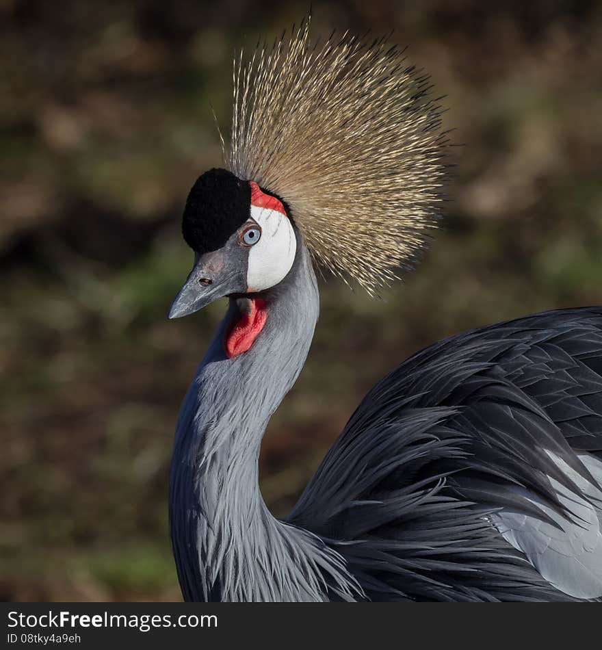 Close up portrait of an African grey crowned crane. Balearica regulorum. Showing detailed hair and feathers