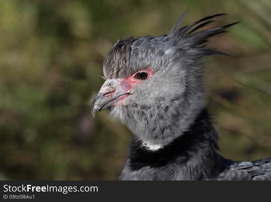 Close up and detailed portrait of the head of a crested screamer, Chauna torquata,