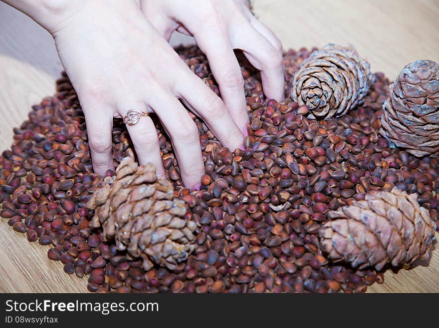 Female hands with cedar nuts and cones