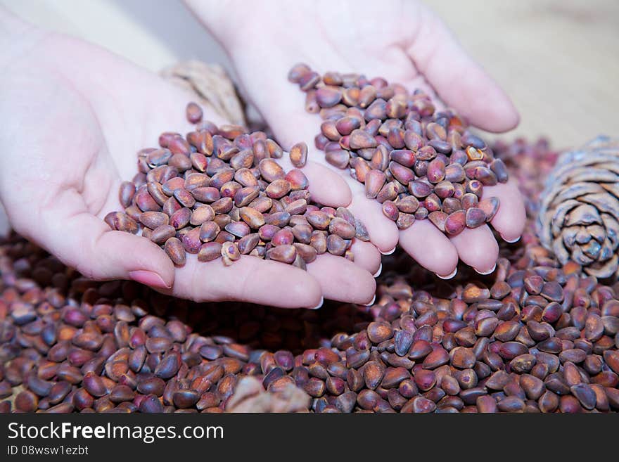 Female hands holding cedar nuts