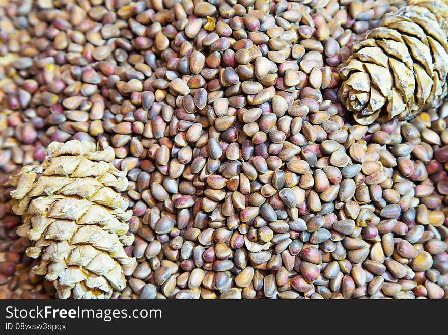 Cedar nuts and cones closeup