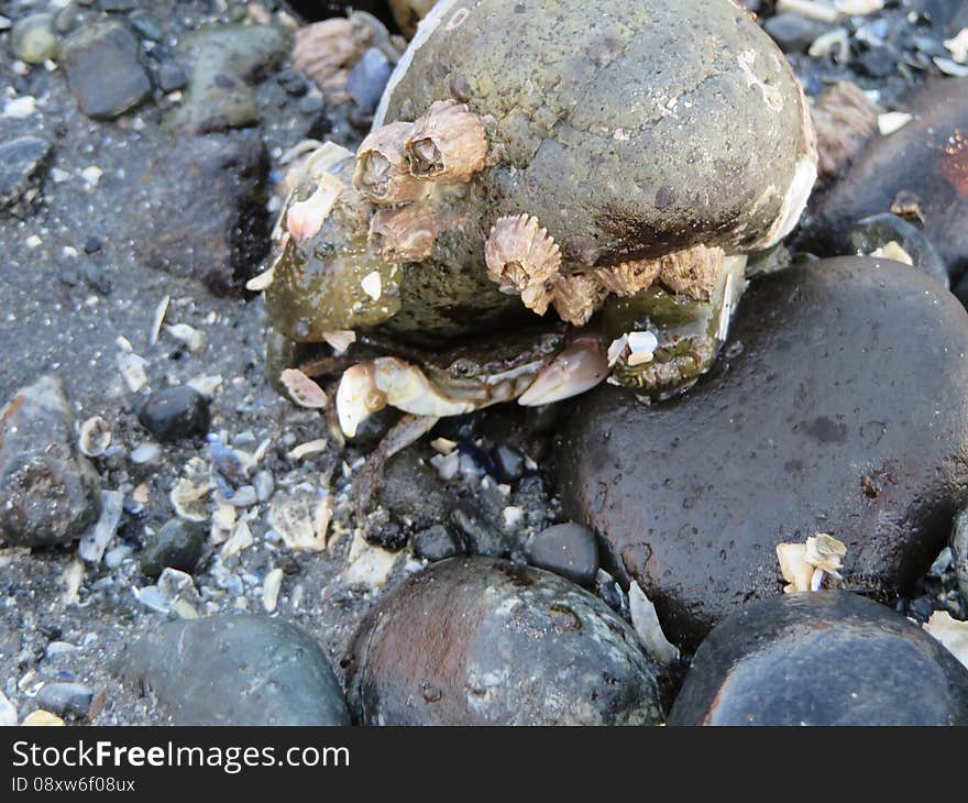 Beautiful little crab hiding underneath a rock on a beach in Seattle Washington. Beautiful little crab hiding underneath a rock on a beach in Seattle Washington.