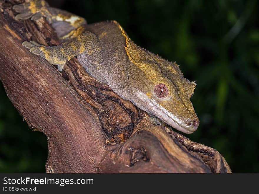 Crested Gecko