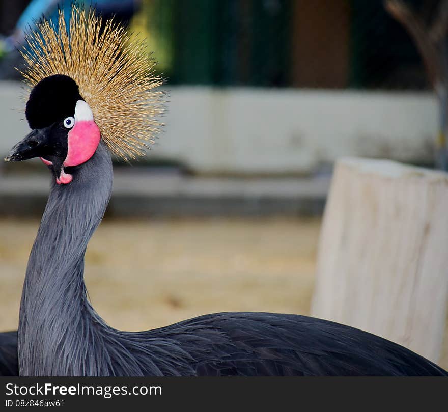 Crowned crane&#x28;Balearica pavonina&#x29