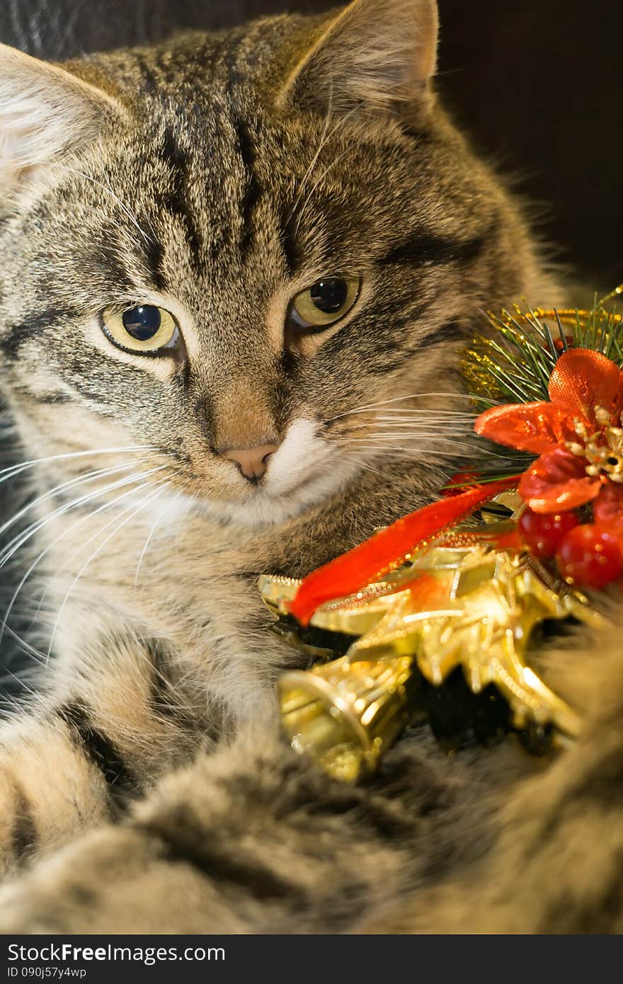 Cute tabby cat with golden Christmas tree, holiday background. Cute tabby cat with golden Christmas tree, holiday background.