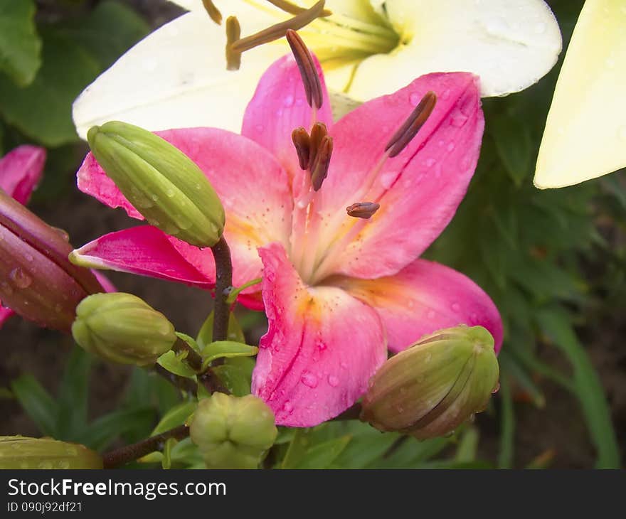 Big pink lily flower in the garden, summer flowers background.