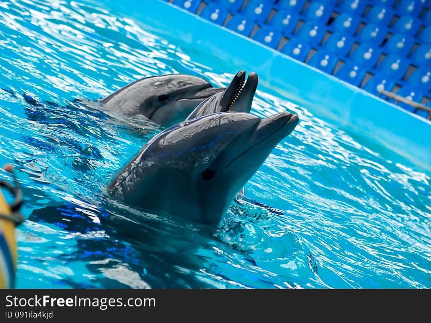 Dolfin.mammal ukraine kiev dolphinarium. Dolfin.mammal ukraine kiev dolphinarium