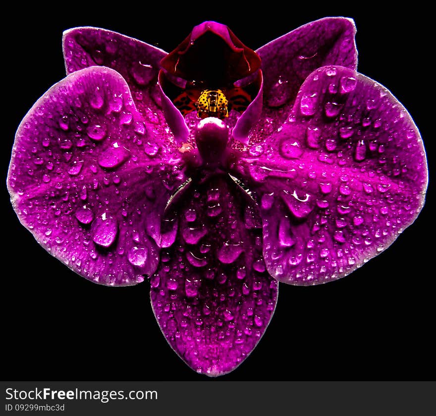 Orchid