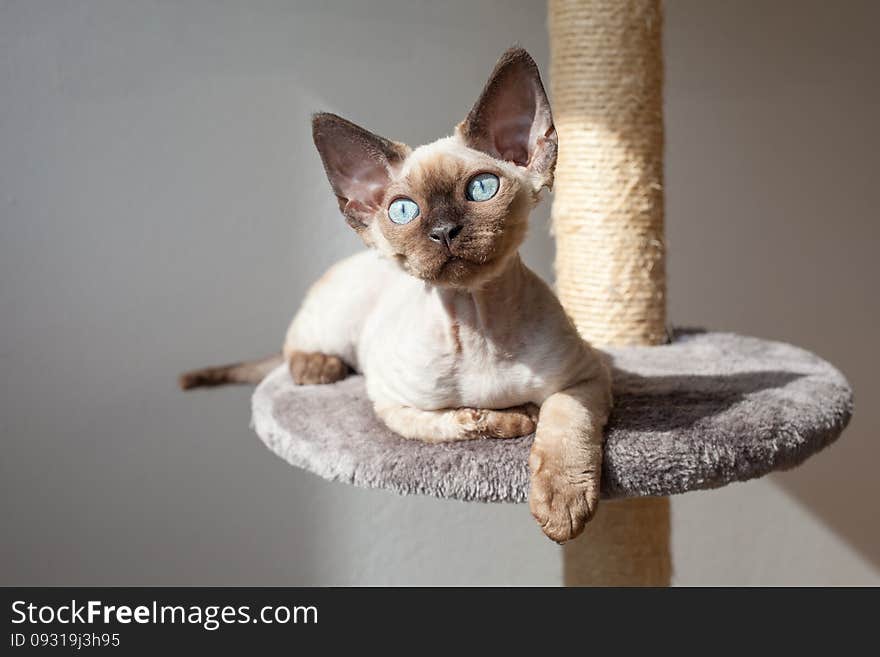 Beautiful kitten is sitting on the scratching post and enjoying the warmth of sunlight.