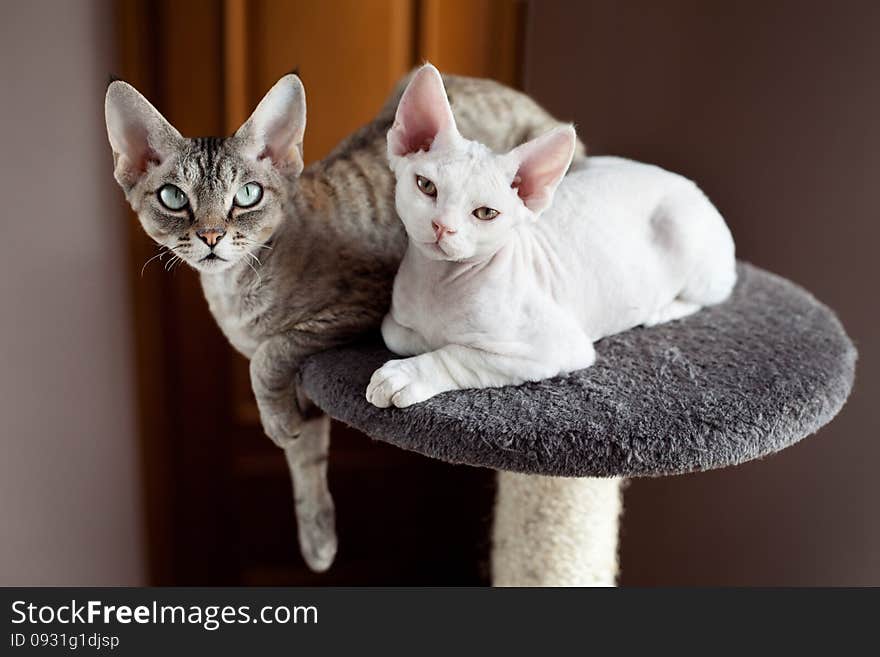 Beautiful cats are sitting on the scratching post