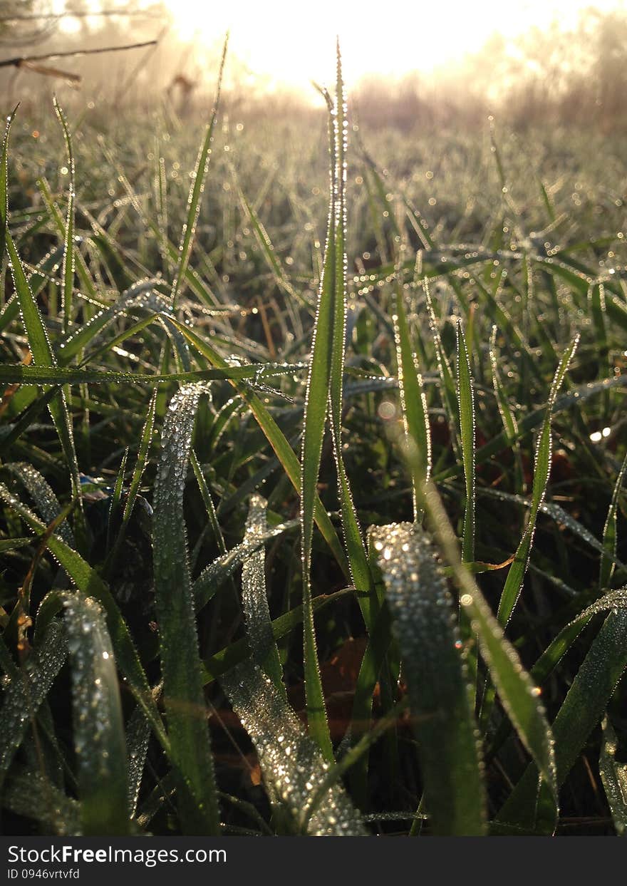 Dew, sunlight, breaking. Dew, sunlight, breaking