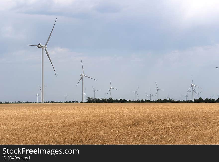 A wind farm in the wide spread wheat field