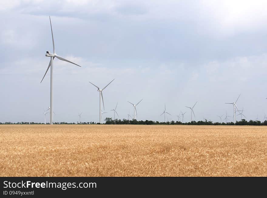 A wind farm in the wide spread wheat field