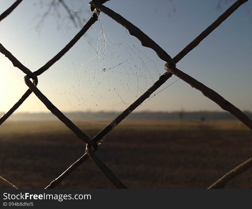 Dew, web, sun, field, fall. Dew, web, sun, field, fall