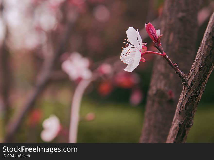 Bloom in the spring season, and the red leaves, white flowers, brown branches, along with background, beautify the environment. Bloom in the spring season, and the red leaves, white flowers, brown branches, along with background, beautify the environment.