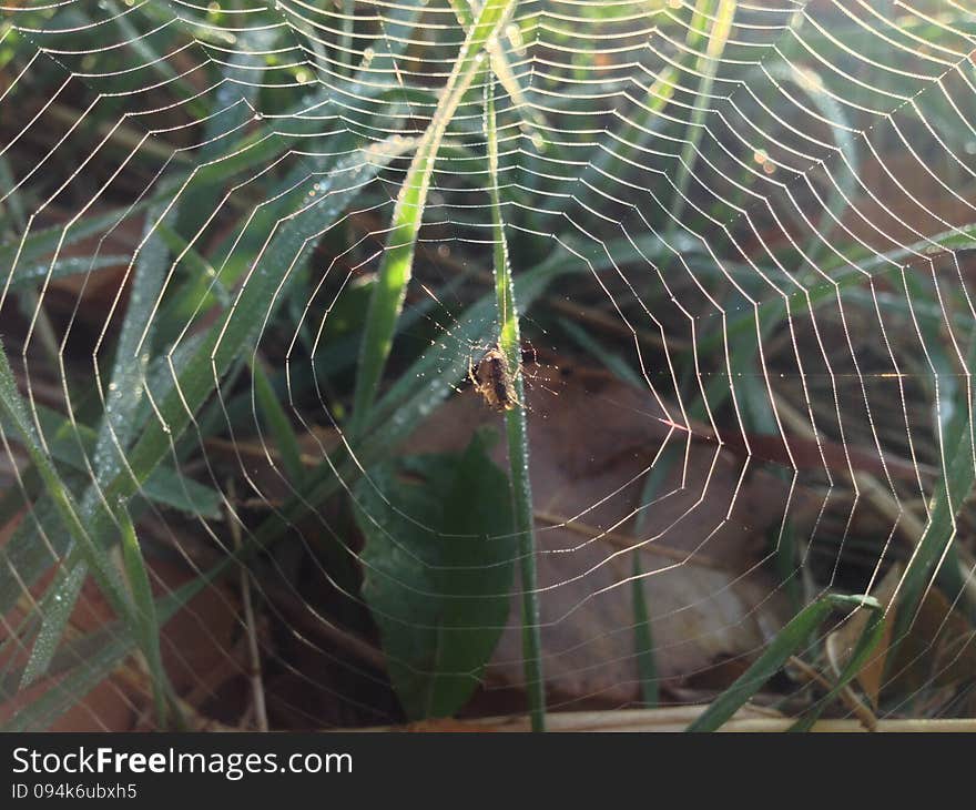 Web grass fall dew. Web grass fall dew