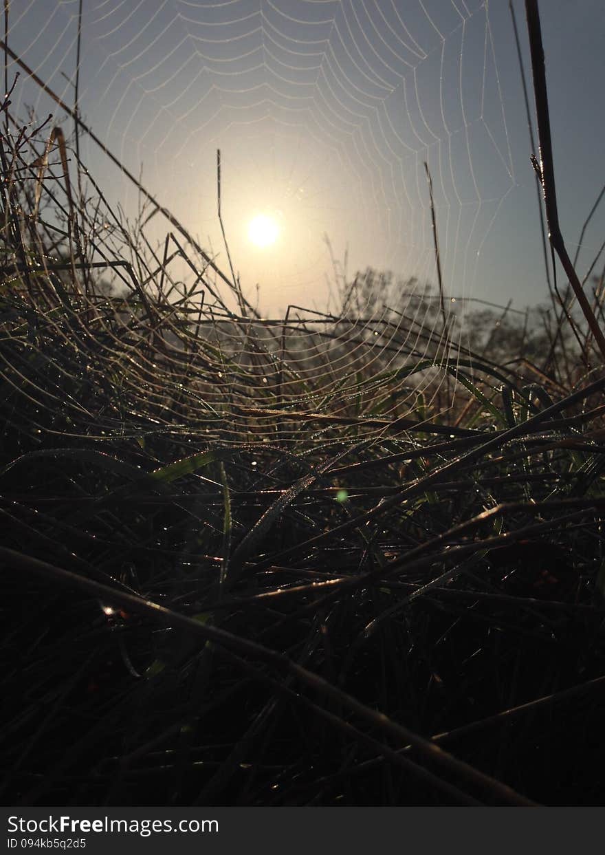 Sun in web morning fall. Sun in web morning fall