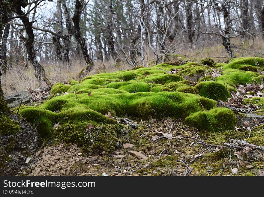 Moss in Crimea hills