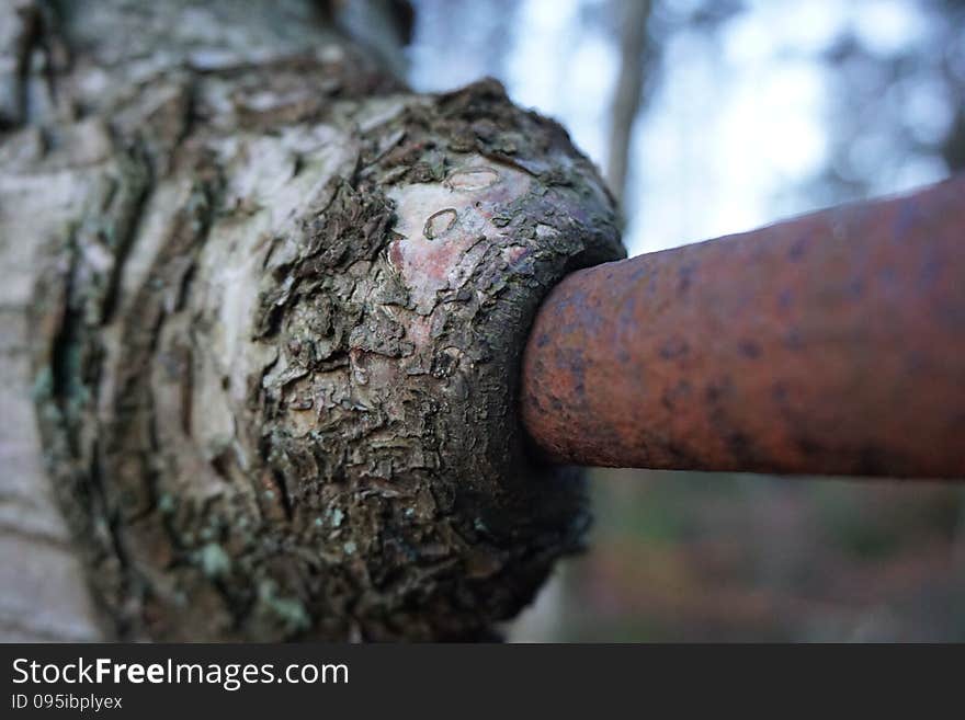 TREE EATING IRON