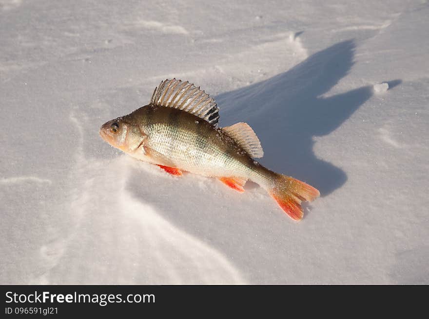 River fish caught in winter on the lake. River fish caught in winter on the lake.